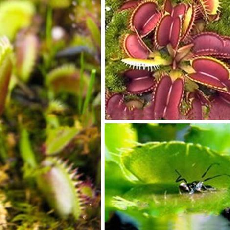 Graines de Dionaea Muscipula, 100 Pièces, pour Culture Indoor Outdoor en Jardin et Balcon