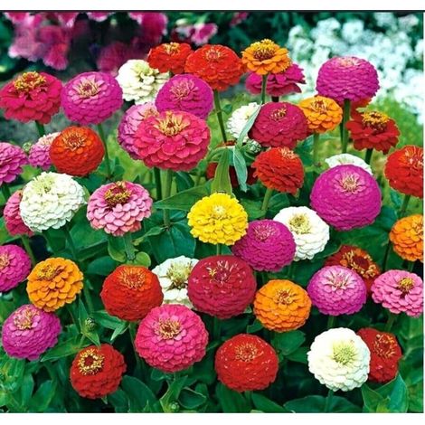Zinnia Multicolore – Mélange Fleurs – Jardin
