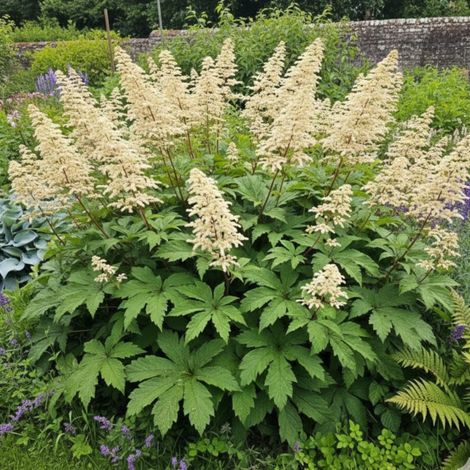 Rodgersia à feuilles de marronnier/Lot de 3 godets
