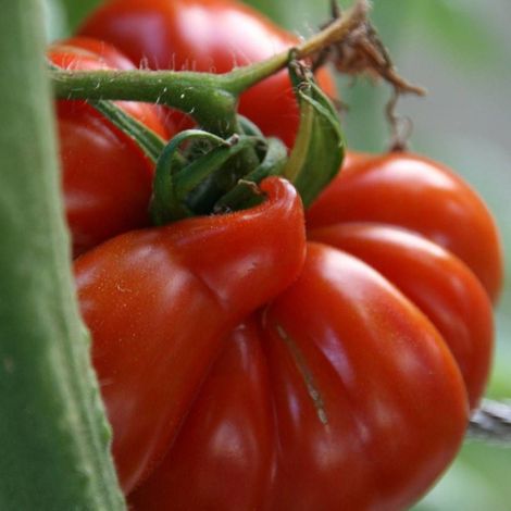 Graines de Tomate Cœur De Bœuf - Sans traitement/Sachet