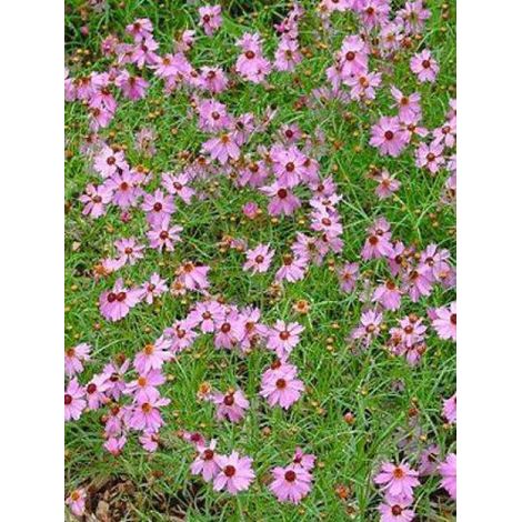 Coréopsis 'Limerock Passion' Pot de 2L/3L (1/2)