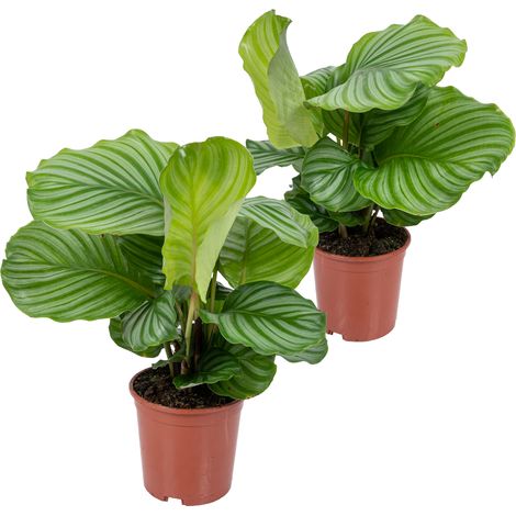 Bloomique - Lot de 2 - Calathea Orbifolia - Plante paon - Plante d’intérieur - Dépolluante - Pet Friendly - 40-50 cm de Haut - Pot 14 cm