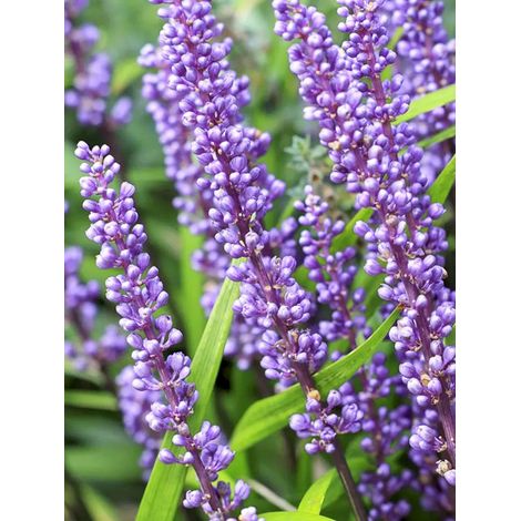 Liriope 'Lilac Wonder' Godet de 8/9 cm (1/2)