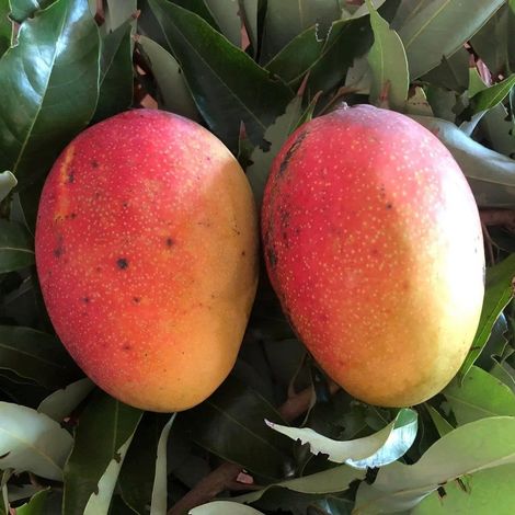 PIANTA DA FRUTTO TROPICALE MANGO GLENN in vaso 20 età 2 anni (foto reali)