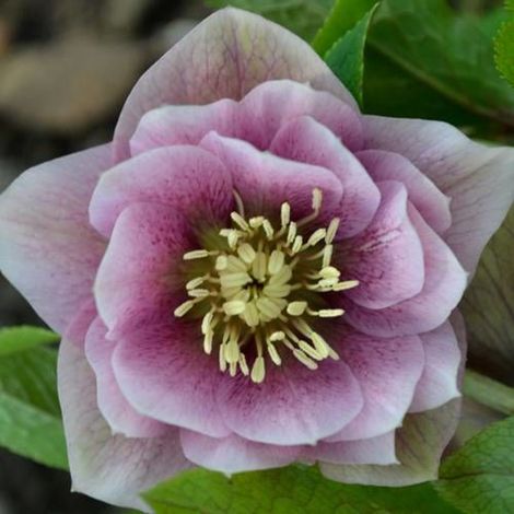 Hellébore orientale Wilgenbroek Double Pink/Godet - 5/20 cm