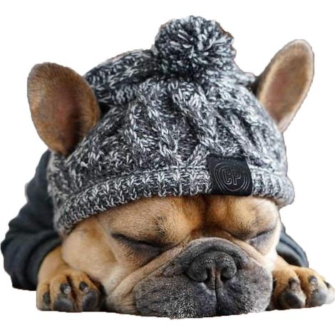 chapeau Chaud En Tricot Pour Chien Bonnet Bavette Mignon Accessoires De Maquillage Pour Animaux De Compagnie Costume Chapeau Automne Hiver Photog (1/5)