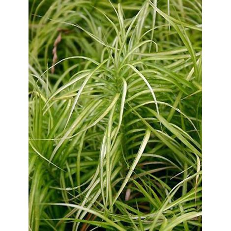 Laîche palmée 'Silberstreif' Godet de 8/9 cm (1/2)