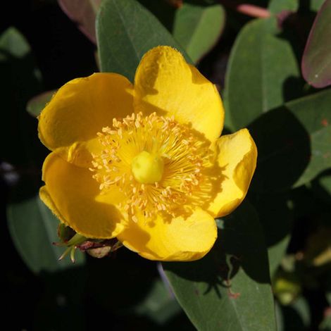 Millepertuis  - Hypericum dummeri 'Peter Dummer'  - 30-40 cm pot
