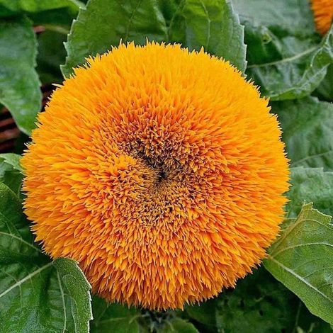 Tournesol ‘Teddy Bear’ (Helianthus annuus) – 200 graines – Variété naine à fleurs doubles – Idéal pour pots et massifs (1/5)