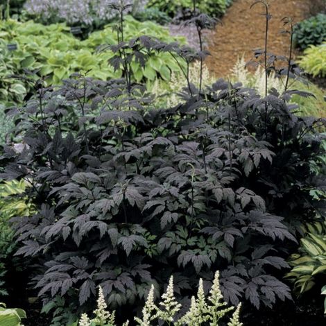 4 x Actaea simplex. 'Hillside Black Beauty' - godet 9x9 cm