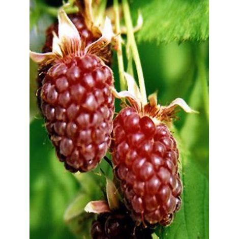 Mûrier-framboisier 'Loganberry' Pot de 1,5L/2L, Touffe