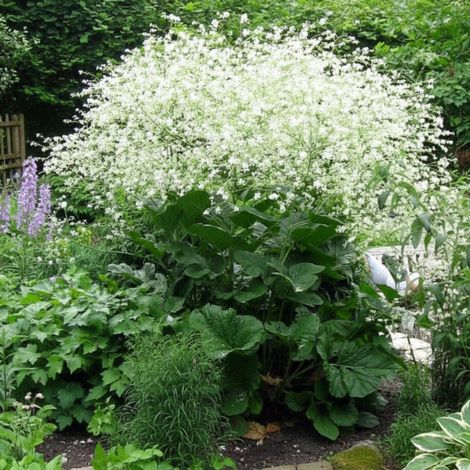Chou nuage blanc, Crambe/Godet - 5/20 cm