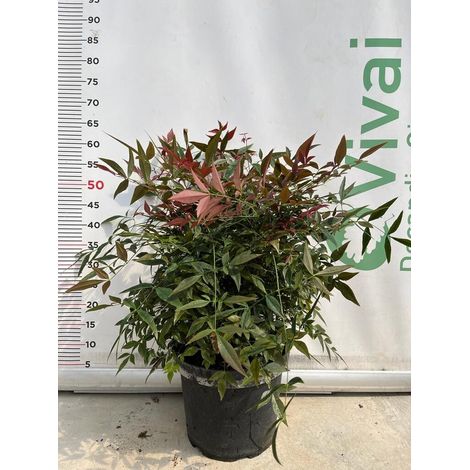 PIANTA DI NANDINA OBESSED V.24 (foto reale)