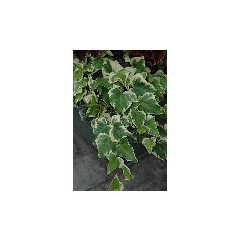 Hedera Helix Gloire de Marengo H150 – Lierre Panaché Grimpant Ornemental (1/3)