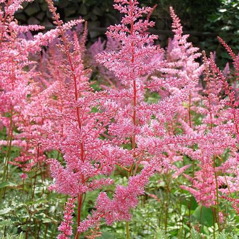 4 x Astilbe d'Arends - Astilbe arendsii 'Cattleya' - godet 9x9