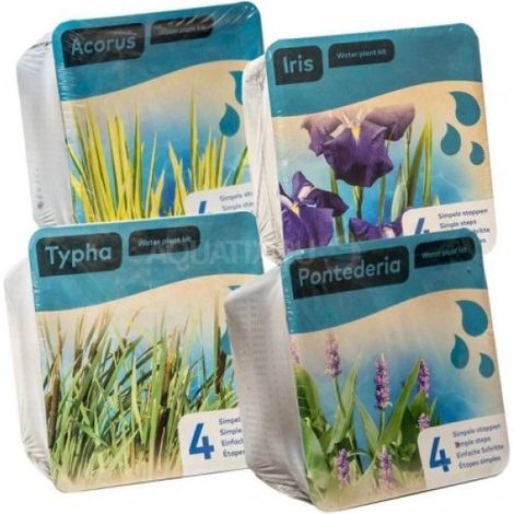 Kit de 2 plantes aquatiques - bassin et fontaine - Iris violet