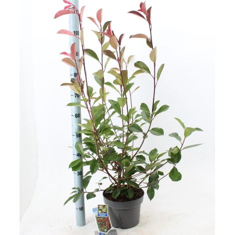Fotinia "Photinia x fraseri Red Robin" pianta da siepe in vaso ø22 cm H 110/150 cm (1/5)
