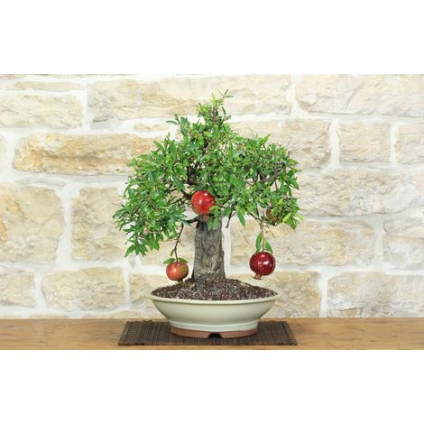 Bonsai di Melograno (149)