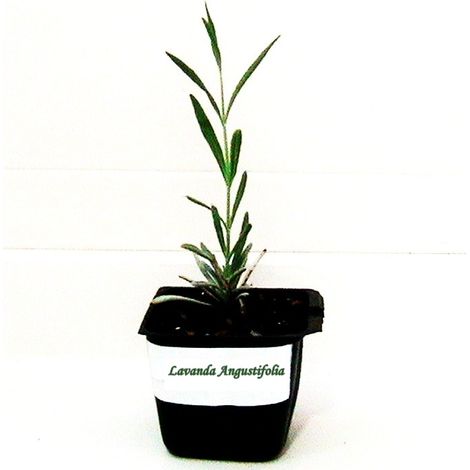 Pack de 10 Plantas Arom�ticas de Lavanda Lavandula Angustifolia