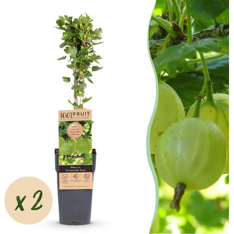 Groseillier à maquereau vert Ribes uva-crispa Hinnonmäki Grün - Lot de 2 - Pot 15cm - H 50cm - PANGIVO (1/5)