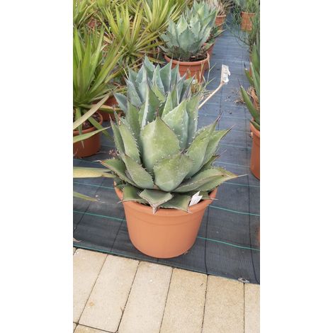 Agave Parrasana
