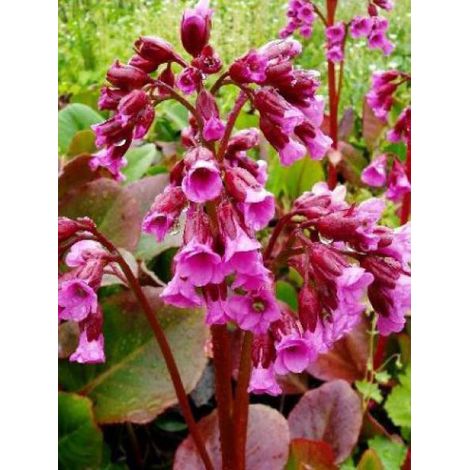 Bergénia à feuilles cordées 'Rotblum' Godet de 7/8 cm (1/2)