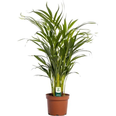Dypsis Lutescens palmier d'intérieur feuillage vert, pot 17 cm, hauteur 65 cm - PANGIVO (1/4)