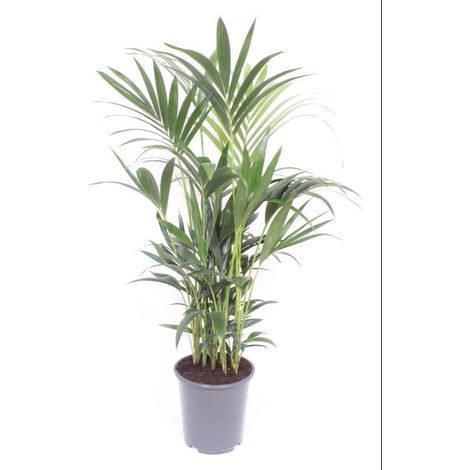 Palmier Kentia Howea Forsteriana Plante d'Intérieur Verte Naturelle Ø27 cm Hauteur 120 cm - PANGIVO