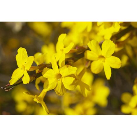 Gardenaria Jasminum nudiflorum - Arbusto ornamentale da giardino - Altezza: 40/60 cm (vaso19) (1/4)