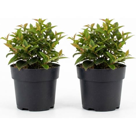 Bloomique - Lot de 2 - Leucothoe Axillaris Lovita - Bruyère à grappes - Arbuste - Plante de jardin - Compact - Rouge en hiver - Rustique - Convient également à l'ombre - Hauteur 20-25 cm - Pot 17 cm (1/4)