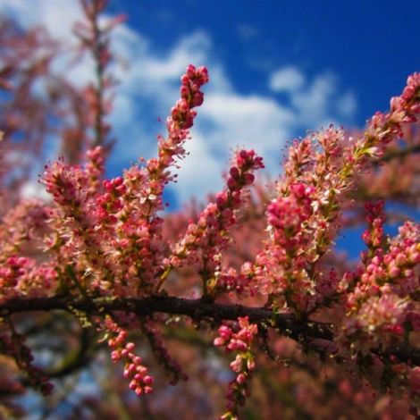 Pépinières Naudet – Tamaris d'été (Tamarix ramosissima) – Arbuste caduc – Hauteur à maturité 3-5m – Floraison rose clair en été – Exposition ensoleillée