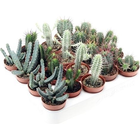 Pack de 20 Plantas Euphorbia Mezclado en 5 Especies