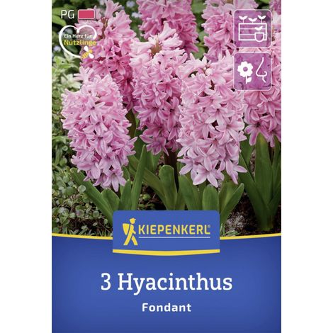 Kiepenkerl Herbstblumenzwiebel Hyazinthe Fondant 3 Stück (1/2)