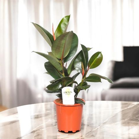 Gardenaria Ficus elastica 'Robusta' - Pianta da interno ornamentale - Altezza: 120 cm (vaso 24)