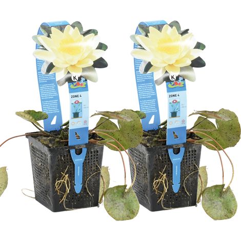 Bloomique - Lot de 2 - Nymphaea Marliacea Chromat - Nénuphar - Jaune - Plantes de bassin - Plantes aquatiques - Rustique - Hauteur 10-20 cm - Pot 11 cm (1/2)