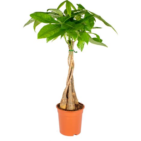 Bloomique - Pachira Aquatica - Arbre à monnaie - Cacaoyer d’eau - Plantes d’intérieur - Dépolluante - Entretien facile - Hauteur 60-70 cm - Pot 17 cm