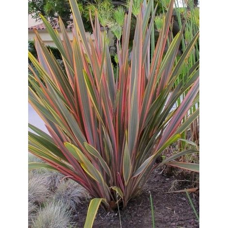 Lin de Nouvelle-Zélande 'Sundowner' Pot de 4L/5L
