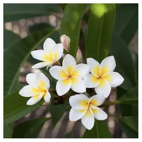 1 cutting - Plumeria (Frangipani)  white