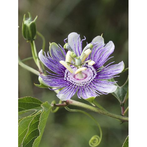 Passiflore officinale Pot de 2L/3L (1/2)