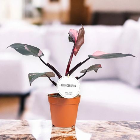 Gardenaria Philodendron 'Burgundy Prince' - Pianta da interno ornamentale - Altezza: 25 cm (vaso 12) (1/5)
