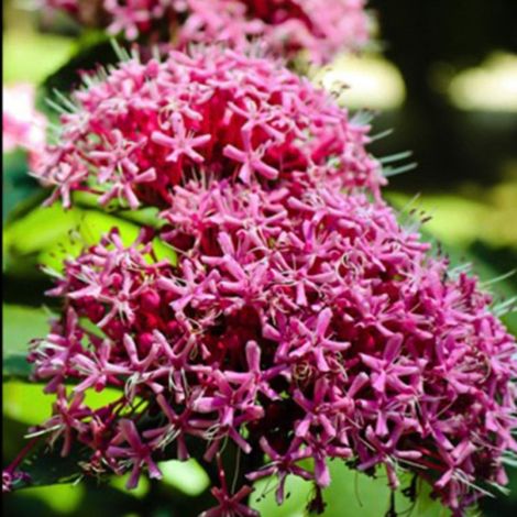 Pépinières Naudet – Clérodendron fétide 'Pink Diamond' – Arbuste caduque à fleurs roses – Hauteur 1,5m – Résiste jusqu'à -20°C – Exposition ensoleillée