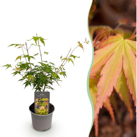 Érable du Japon Acer palmatum Katsura Arbuste d'Ornement pour Jardin et Balcon Pot 12 cm H35 cm - PANGIVO (1/5)