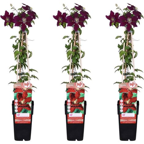 Clématite Grimpante Niobe à Grandes Fleurs Rouges H 65 cm Pot Ø 15 cm Lot de 3 - PANGIVO