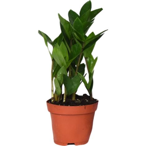 Zamioculcas zamiifolia Plante d'Intérieur Verte Facile d'Entretien Pot Ø 12 cm Hauteur 30 cm - PANGIVO