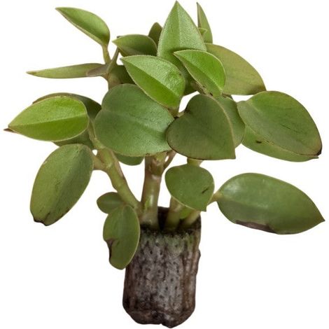10 pezzi di piante grasse Orba Pixie Lime - Paperomia Hybrida IN VASO 10
