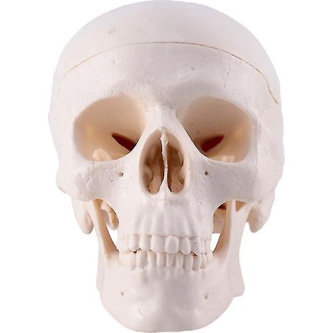 1 Stück Totenkopf-Spielzeug (1/3)