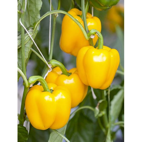 Poivron 'Cuneo Jaune Bio' Sachet de 30 graines (1/2)