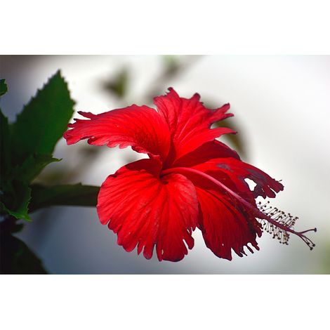 Papier peint panoramique rouge motif floral Tapisserie panoramique tropicale pour bureau Papier peint panoramique élégant pour chambre (1/2)