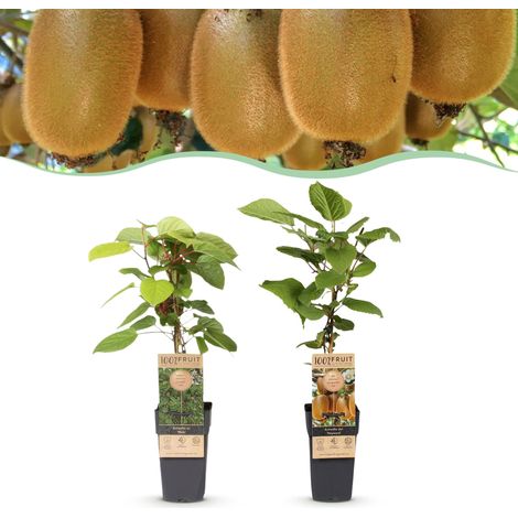 Lot de 2 Plantes de Kiwi Actinidia Weiki et Hayward Mâle et Femelle Pot 15cm H50cm - PANGIVO (1/5)