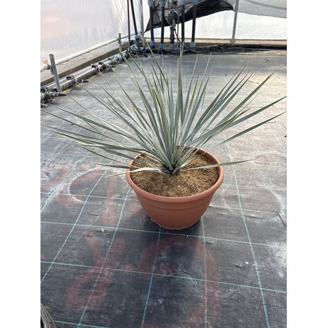 YUCCA ROSTRATA COUPE 30